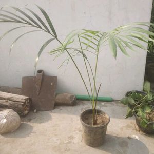 Area Ka Palm