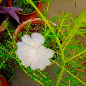 Combo Of 20 Stems OfWhite Portulaca Nd Red Purlane