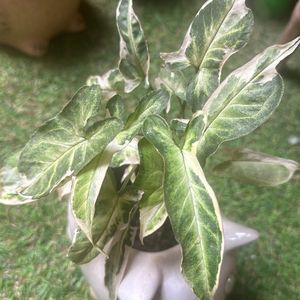 Very Rare Starlite Syngonium Verigated Rooted Plnt