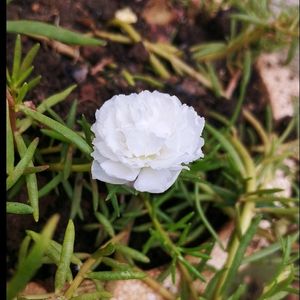 Colorfull Flower Plant