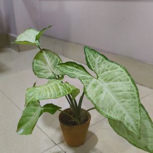 Live Syngonium Plant in Terracotta Pot