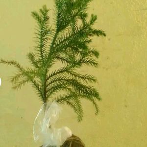 Chritsmas Plant Live  Indoor / Outdoor