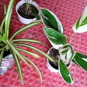 Pack 3 Dracaena Red Ruby & Pandanus veitchii & Nev