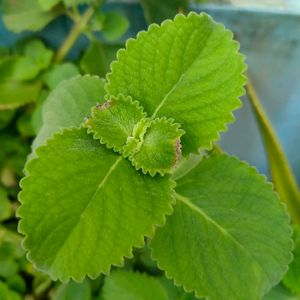 Ajwain Plant Cuttings