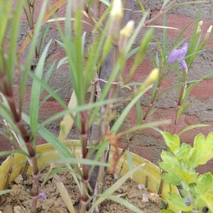 Ruellia simplex Plant