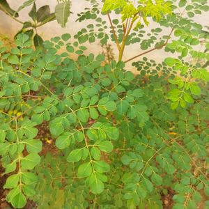 Moringa Leaves