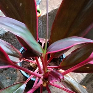 Cordyline Fruticosa Plant Well Rooted