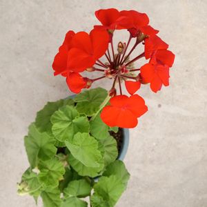 Bright Red Geranium