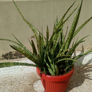 Live Snake Plant Rooted Cuttings