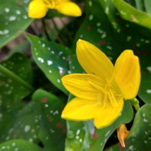 Yellow Rain Lily Bulb