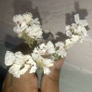 white dry flower