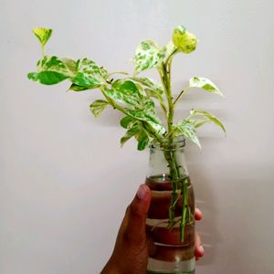 Water Propagated Marble Pothos