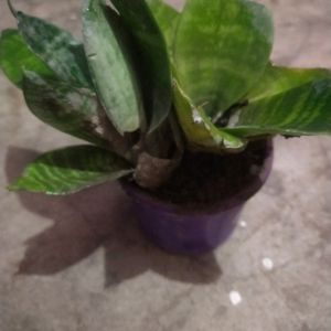 Drawft Snake Bird Next Plant 2 Piece With Pot