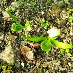 Yellow Karabi Baby Plant