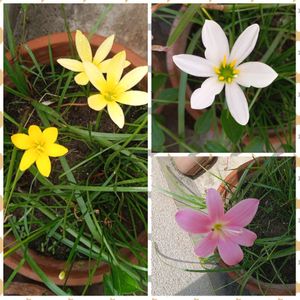 Rain 🌧 Lilies Bulbs --Combo