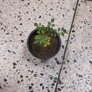 Curry Tree Or Meethi Neem Small Sapling