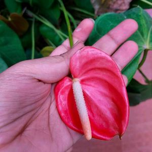 Antinium Anthurium Hybried Winter Flower Bulb