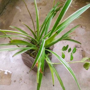 Spider Plant 4 Variety With Root