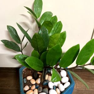 ZZ Plant (12 Inches)