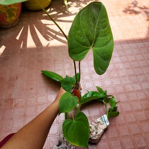 Anthurium Plant