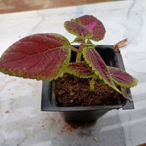 Live Coelus Plant