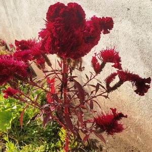 Cock's comb Flower ( Seeds Hybrid )