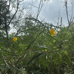 Plants Flowers