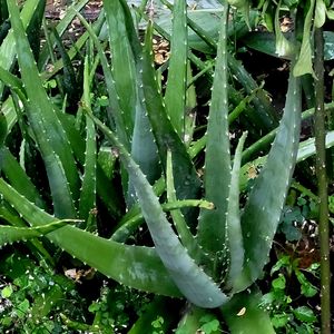 Aloe Vera Leaf 60 Coins Or Rs10