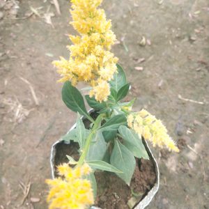 Celosia Plumosa Forest Fire Dwarf Flower