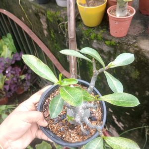 Adenium Arabicum Live Plant (Gc)