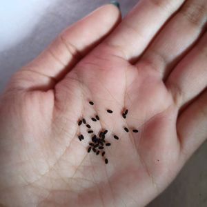 Sadabahar/Madagascar Periwinkle Plant Seeds