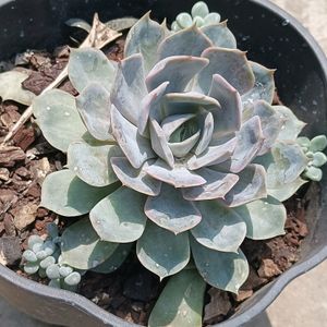 Echeveria