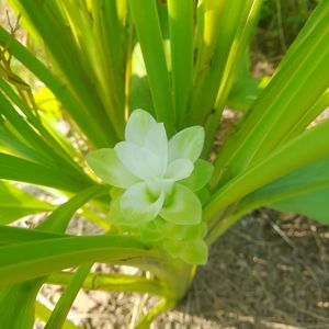 Turmeric Flower For DIWALI Puja