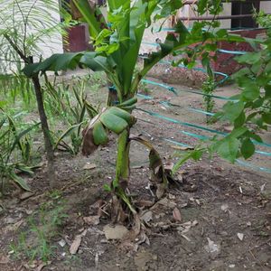 Banana Plant