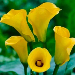 Combo Of 4 Color Calla Lilly Plant With Root