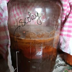 1 Lt Vegan Probiotic Kombucha With Scoby(good Amt)