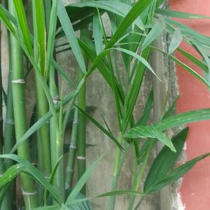 One Bamboo Palm Stem (Chamaedorea Seifrizii)