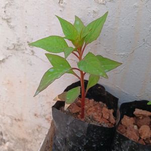 Celosia Live Plant