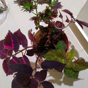 Coleus