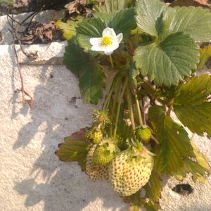 Horticulture Hybrid Strawberry Plant