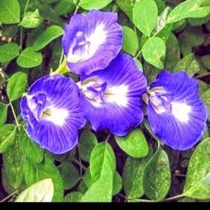 🟦 Blue Aparajita Flower Seeds.🟦🪴