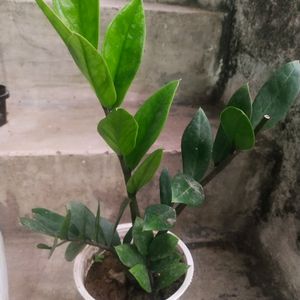 Big Size Healthy Zzzz Plant With Root