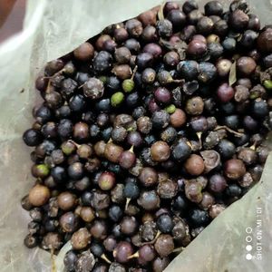 Curry Leaves Seeds