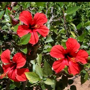 Red Hibiscus 🌺