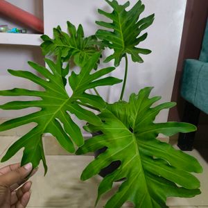 Philodendron Sellum