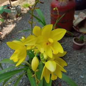 *O*  Yellow Ground Orchid🌿🌿