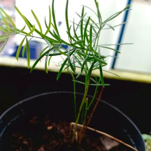 Rosemary Plant With Freebies Turtle Vine Free