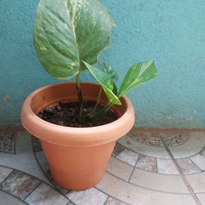 Combo - Snake Plant, Money Plant And Beads Chain