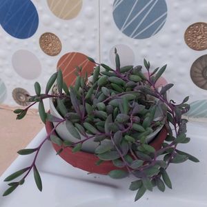 Plant 😍String Of Ruby Necklace Succulent Hanging