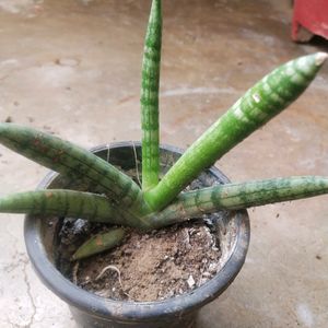 Rare Cylendrical Dracaena Angolensis Plant